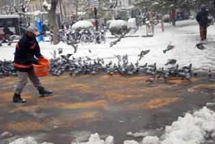 Sahipsiz hayvanlar için yem bırakılıyor