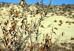 Çölleşmeye "organik karbon yöntemi"