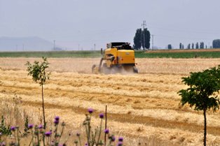 Son yağmurlar Konya Ovası'na yetmedi