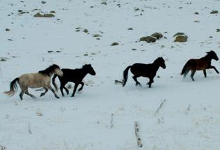 Karacadağ’ın yaban atları ilk kez fotoğraflandı