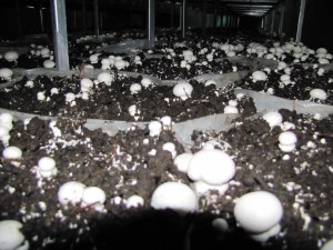 Aktaş mantarda rekolte yüksek