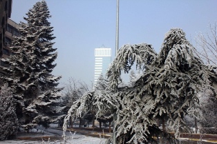 Konya'da ağaçlar beyaza büründü