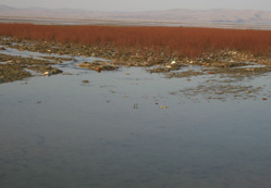 Kuruyan göl, yağışlarla canlandı