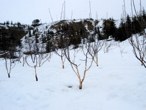 Tavşanlar aç kalınca...