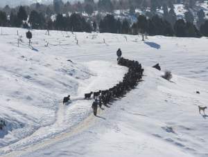 Ağır kış şartları keçileri de etkiledi