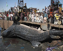 12 metrelik dev köpek balığı yakalandı