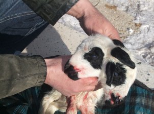 Konya'da çift başlı kuzu