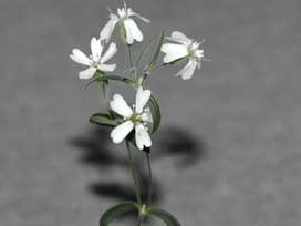 31 bin yıllık tohum canlandırıldı