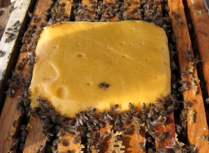 Arılara "kek" takviyesi