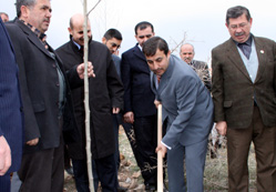 Küresel ısınmaya karşı ağaç