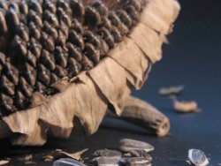 Ayçekirdeği yaşlanmayı önlüyor