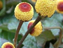 Diş ağrısına Amazon çözümü