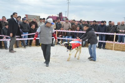 Konya'da buzağılar yarıştı