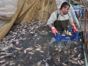 Suğla'yı çim çapağı istila etti