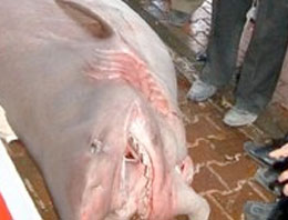 Bu dev İstanbul'da yakalandı