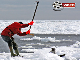 Kanada'da fok katliamı başladı VİDEO