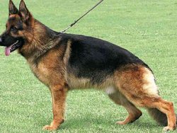 PKK ile mücadelede kurt köpeği dönemi