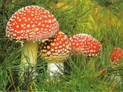 Mantarda bilgisizlik öldürüyor