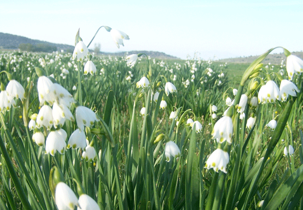 Çayır sümbülleri çiçek açtı