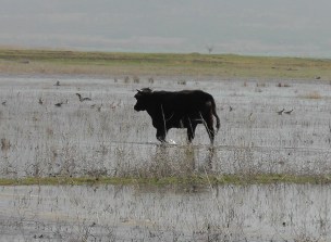Beyşehir Gölü'nde su seviyesi yükseldi