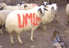 Dost Eli umut olmaya devam ediyor