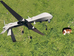 6 inek için dev operasyon!