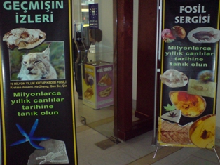 Gedavet'te fosil sergisi