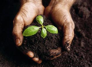 Karapınar'da 100 bin fidan toprakla buluşacak