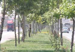 Konya’da  2 milyon fidan ekild