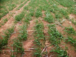 Hububat kökleri açıkta kaldı