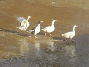 Kazların 'kanal' keyfi