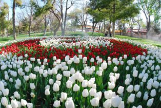 Karapınar 15 Bin Laleyle Süslendi