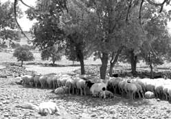 Sıcaklar hayvanları da etkiliyor