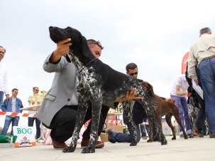 Av köpekleri ''en güzel'' seçilmek için yarıştı