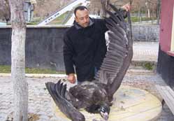 Kaya kartalını elektrik çarptı