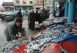 Hamsi, levrek ve sazanı geçti