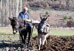 Öküzlerini satıp eşek aldı