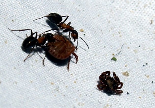 Öldürücü keneden korunma yolları