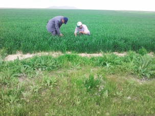 Karapınar'da kımıl mücadelesi sürüyor