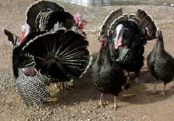 Yılbaşı hindisini de kuşgribi vurmuş