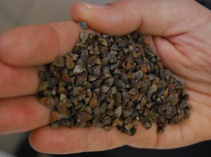 Çölyak hastalarına yeni umut “Karabuğday”