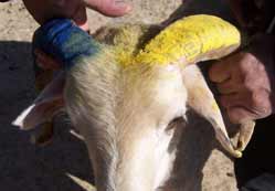 En fanatik kurbanlık koç