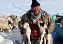 Buz tutan gölde koyun sürüleri