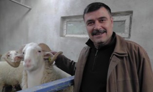 Koyun ırkı geliştirme seferberliği