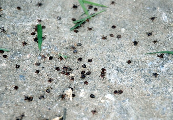 Keneye aşı müjdesi yolda