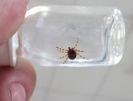 Keneden sonra yeni tehlike!