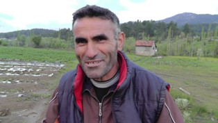 Yaban domuzları rahat vermiyor