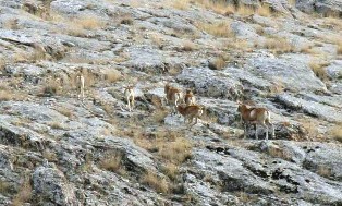 Yaban koyunları yavruladı