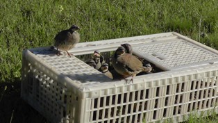 Kene en çok ondan korkuyor