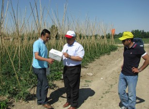 Domates güvesi için tuzaklar asıldı